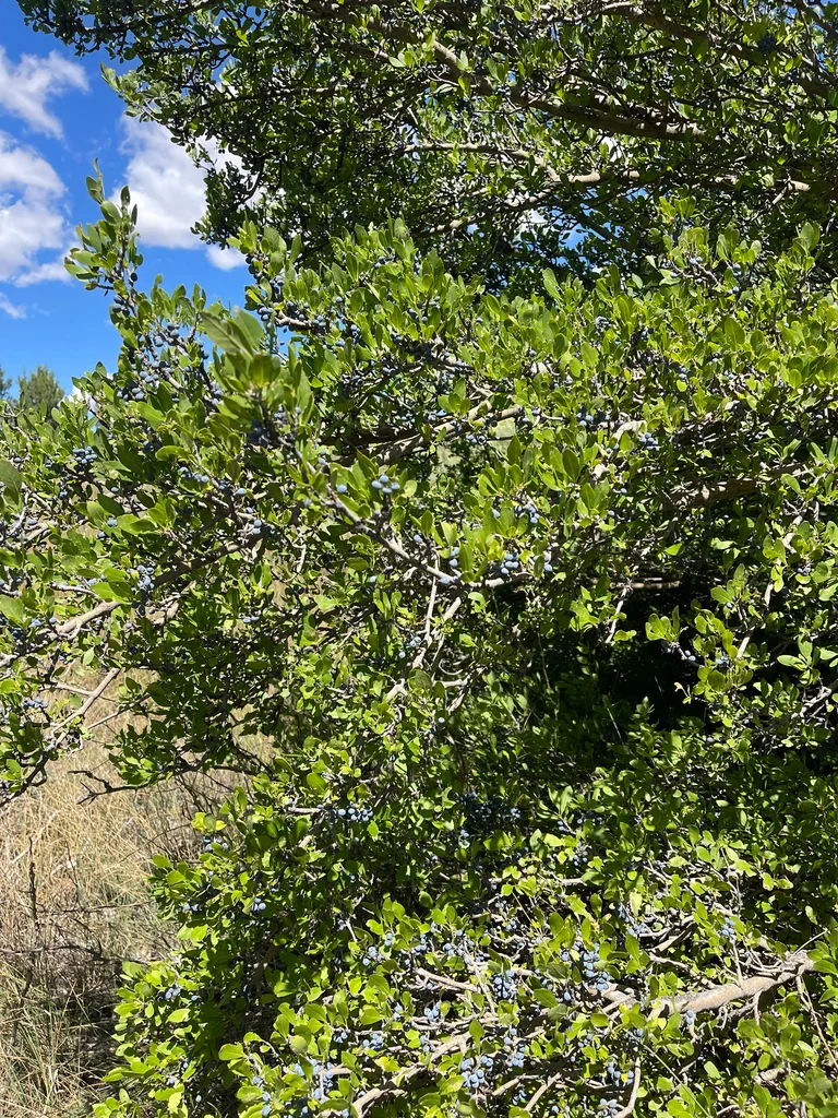 Forestiera Neomexicana