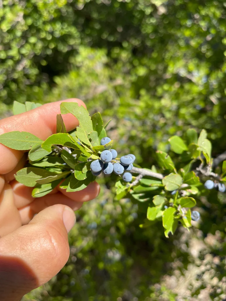 Forestiera Neomexicana