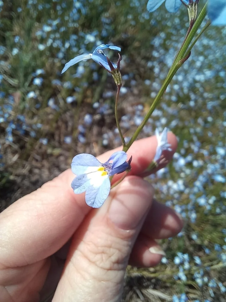 Lobelia erinus