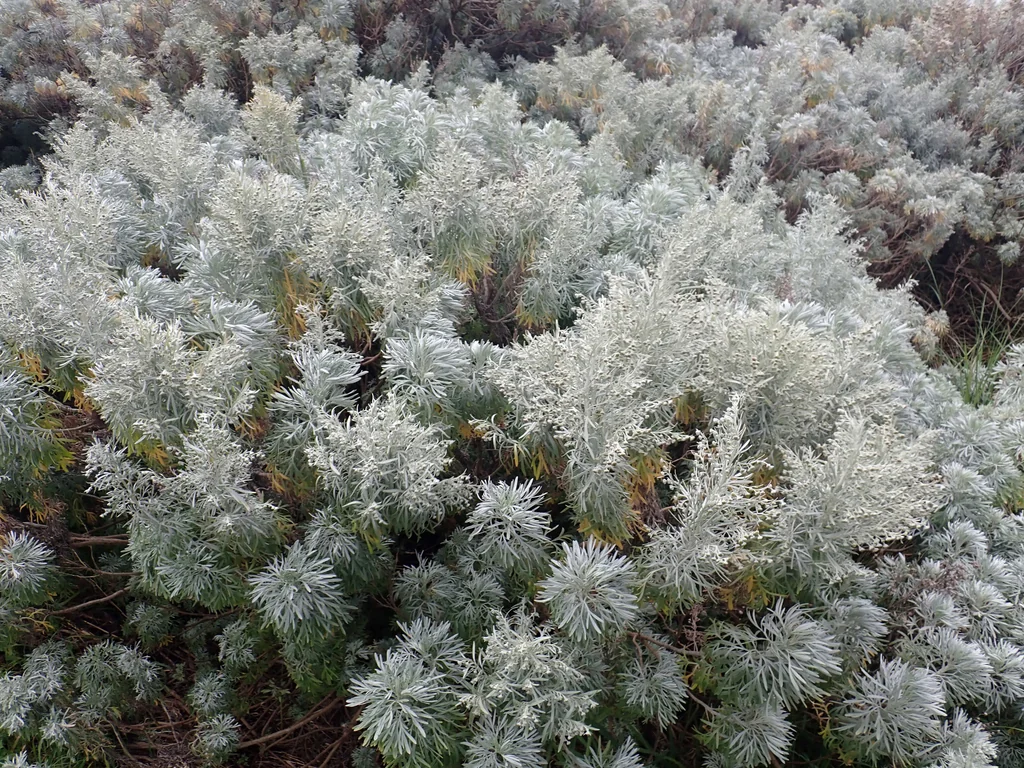 Artemisia Arborescens
