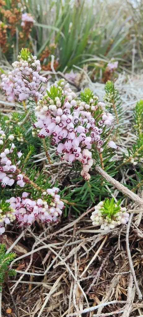 Erica Vagans
