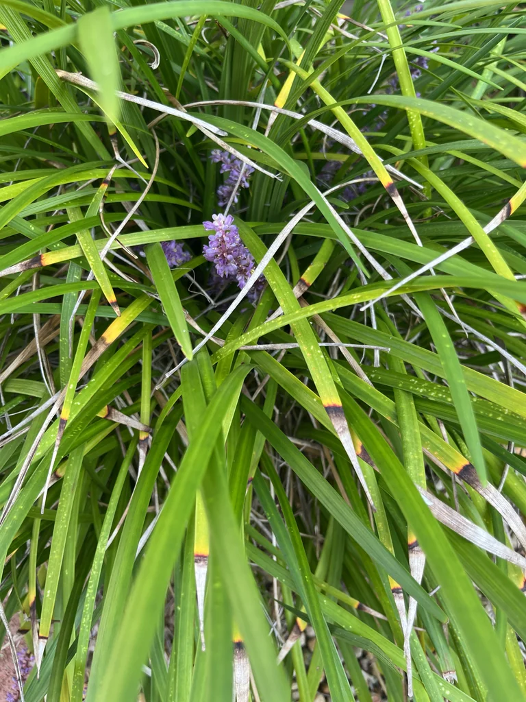 Liriope Muscari