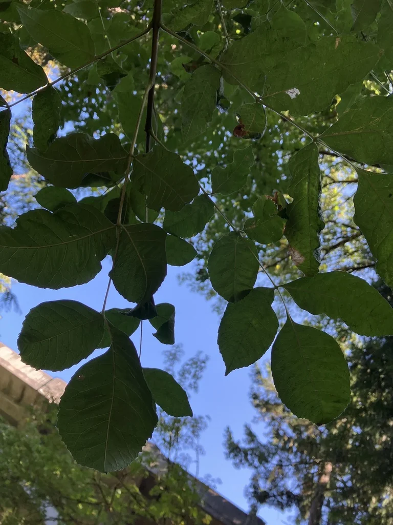 Fraxinus Latifolia