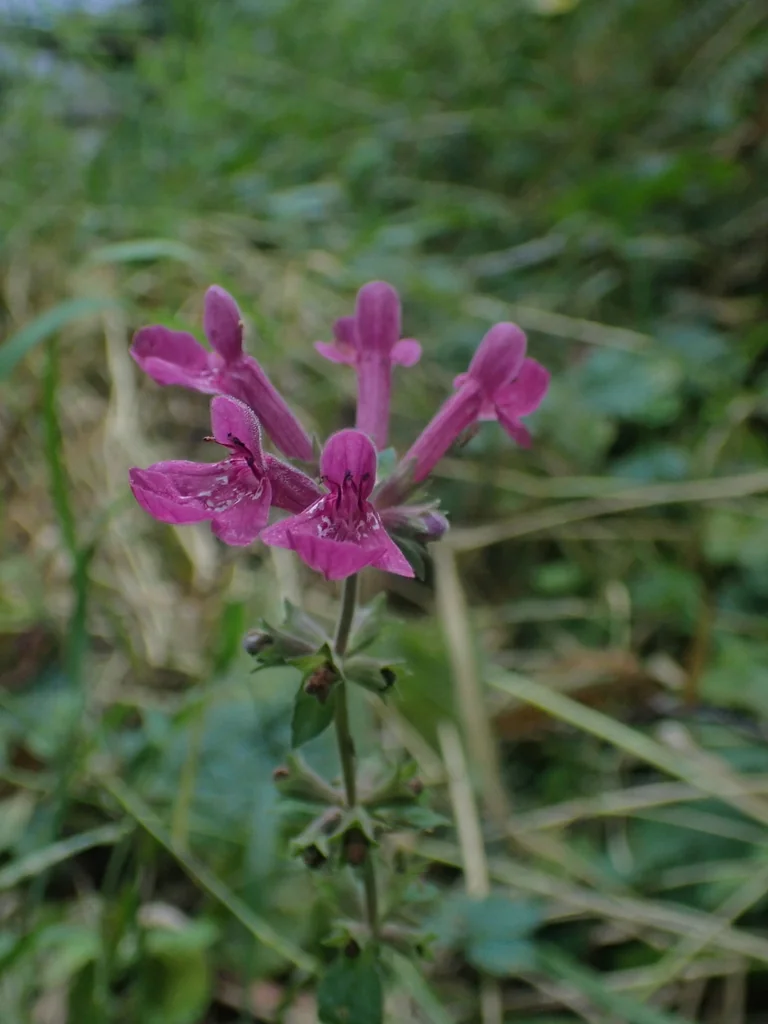Stachys chamissonis