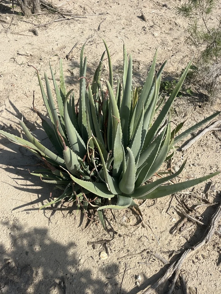 Aloe Vera