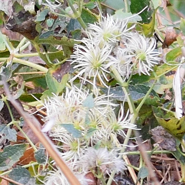 Clematis Ligusticifolia