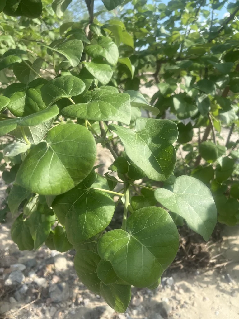 Jatropha Cinerea
