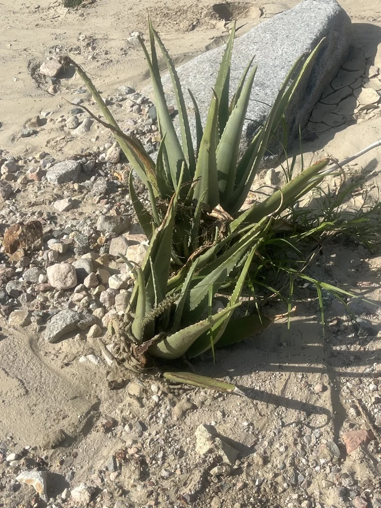 Aloe Vera