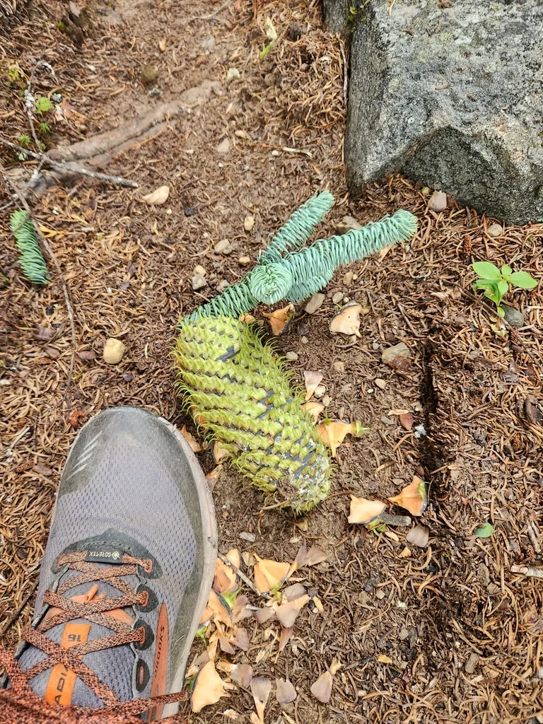 Abies Procera