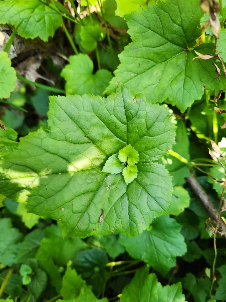Tolmiea Menziesii