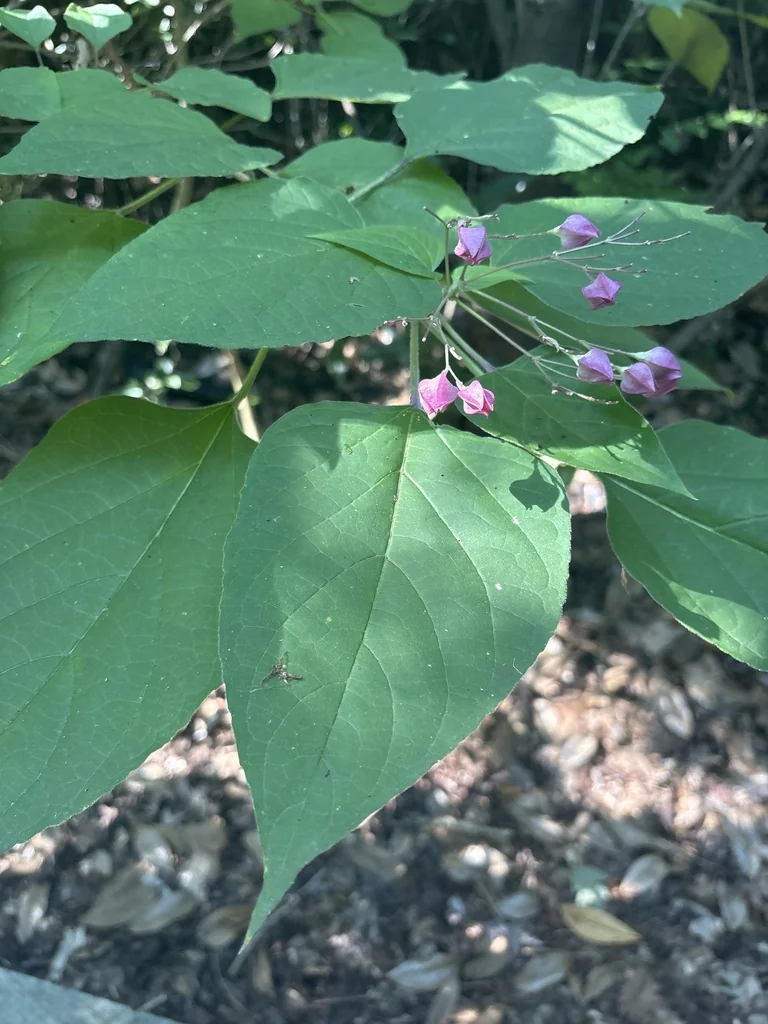 Clerodendrum Trichotomum