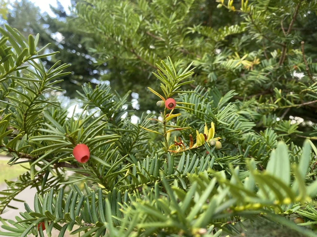 Taxus Cuspidata
