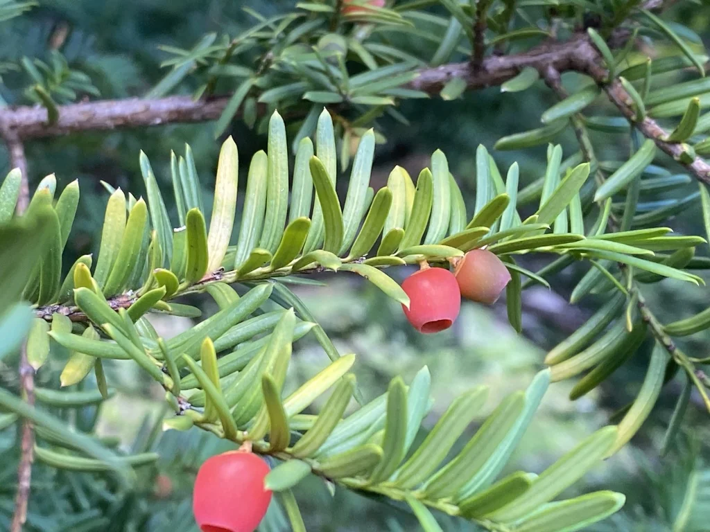 Taxus Cuspidata