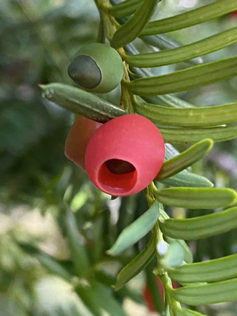 Taxus Cuspidata