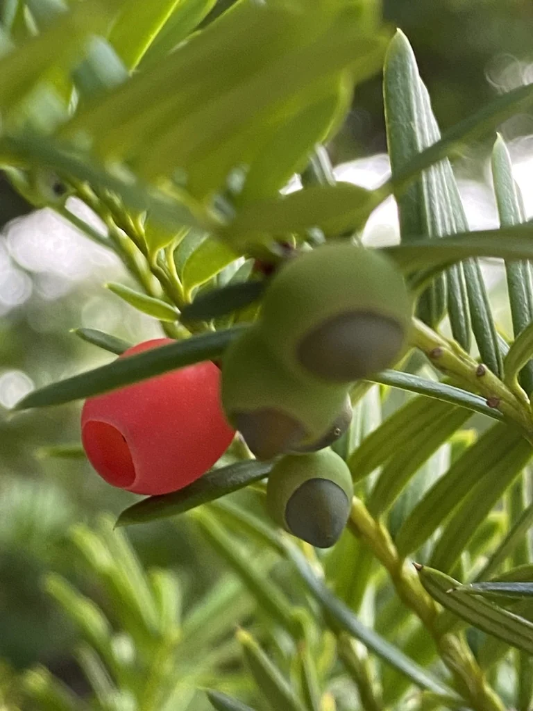 Taxus Cuspidata