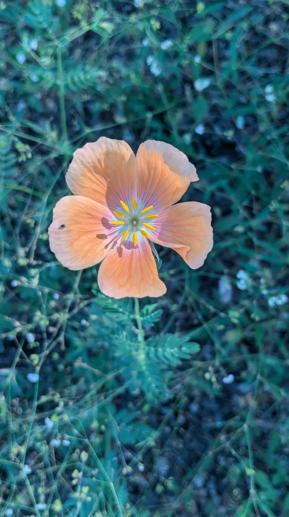 Kallstroemia Grandiflora