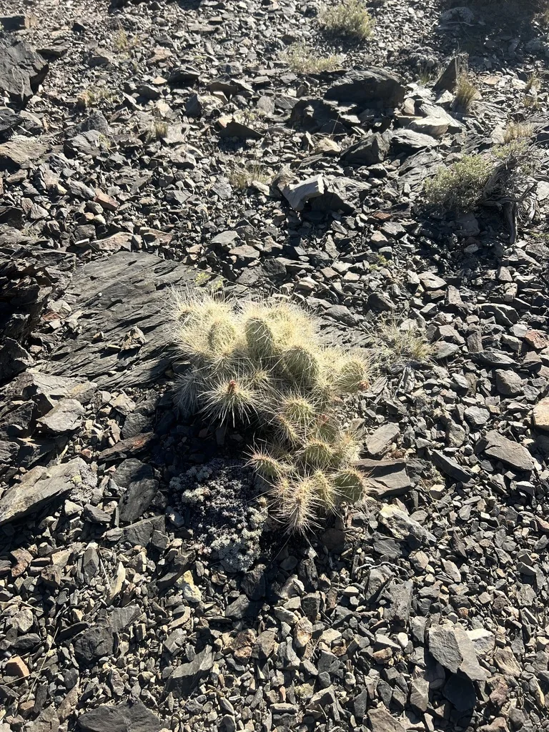 Opuntia Erinacea