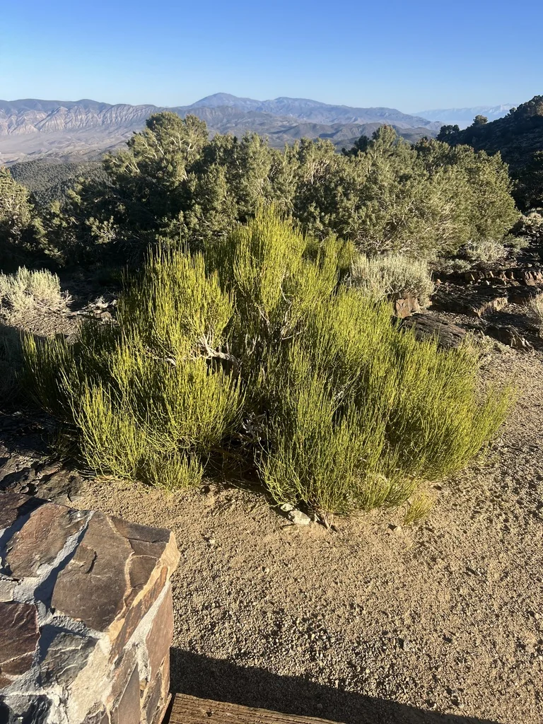 Ephedra Viridis