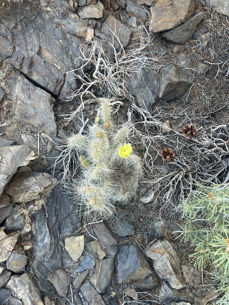 Opuntia Erinacea