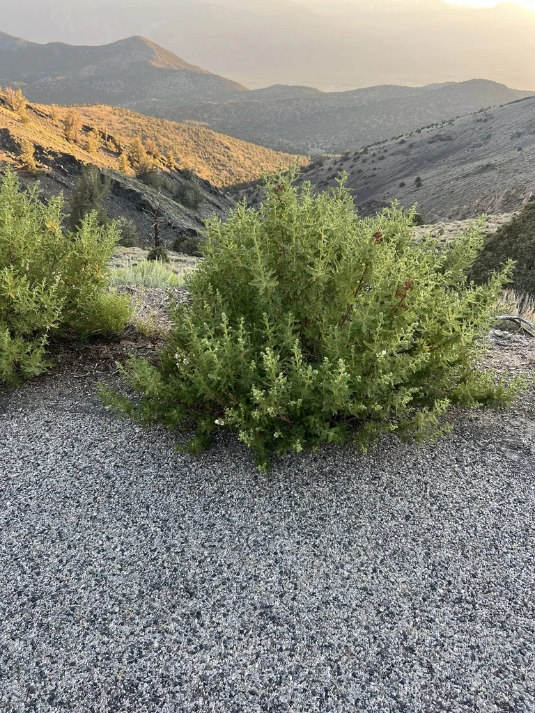 Chamaebatiaria Millefolium
