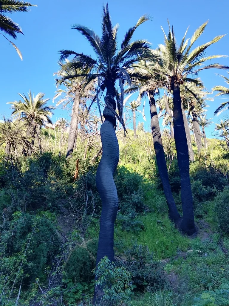 Jubaea Chilensis