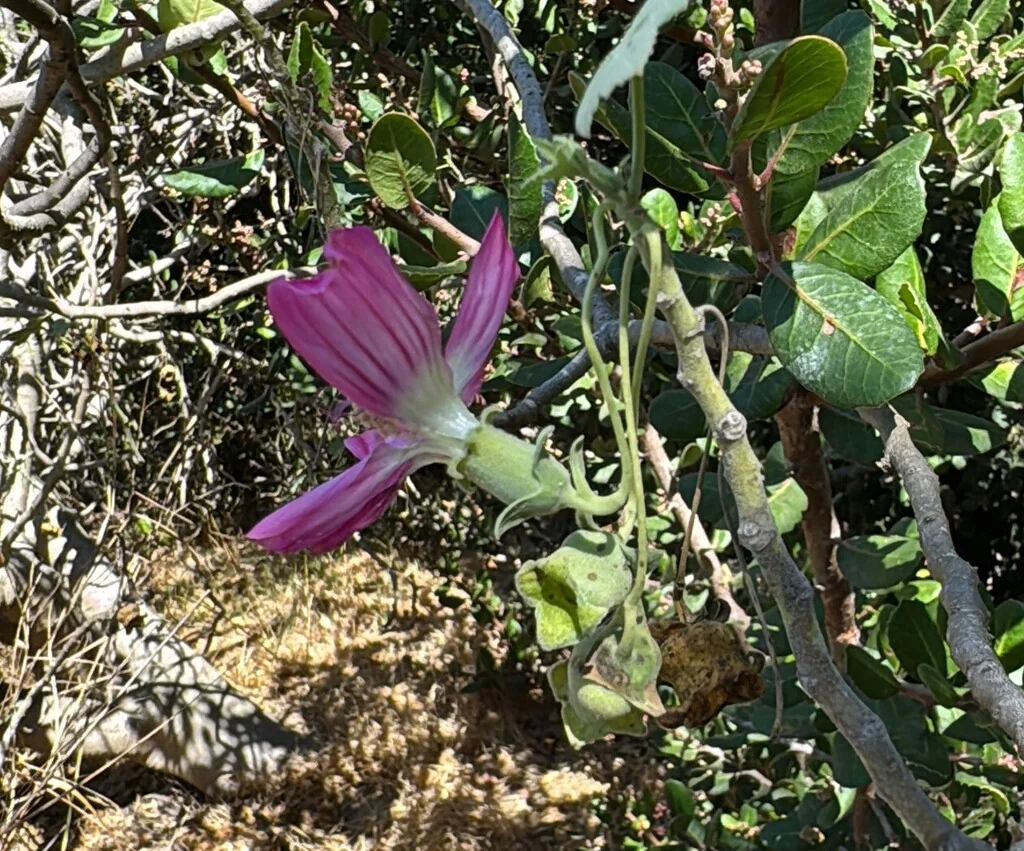 Lavatera Assurgentiflora
