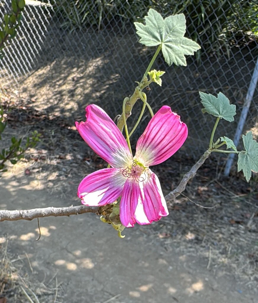Lavatera Assurgentiflora