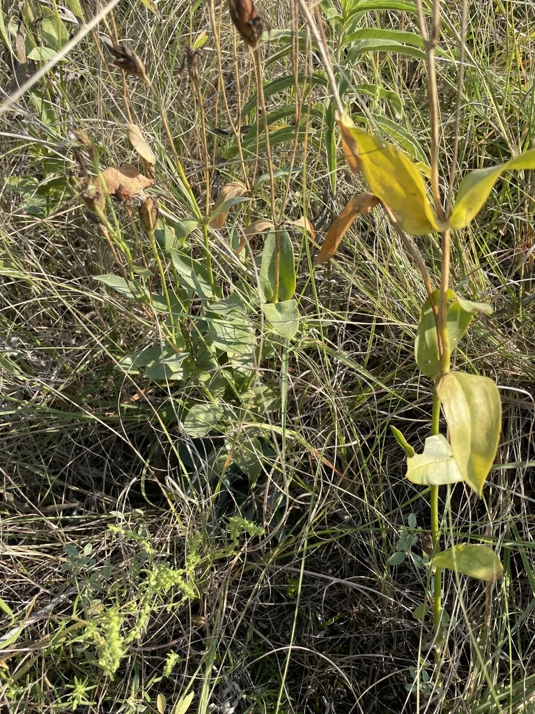 Eustoma Grandiflorum