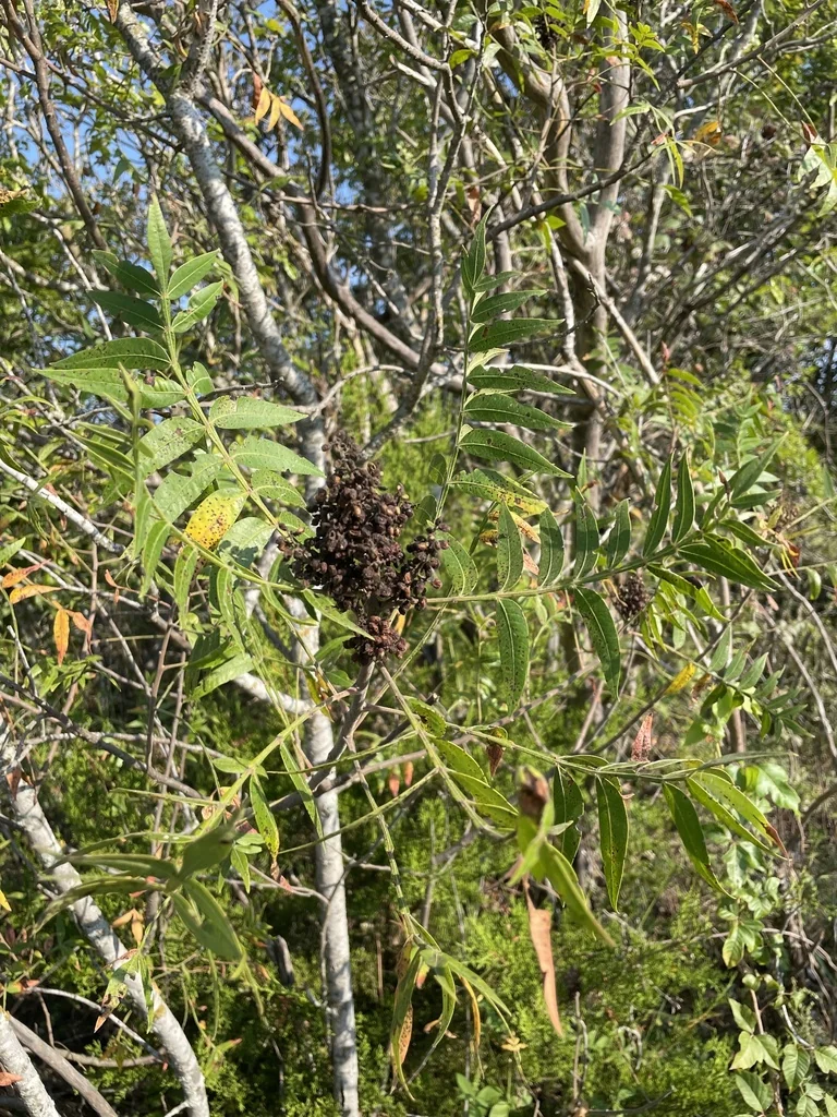 Rhus Lanceolata