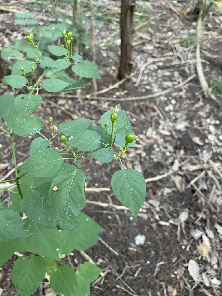 Capsicum annuum