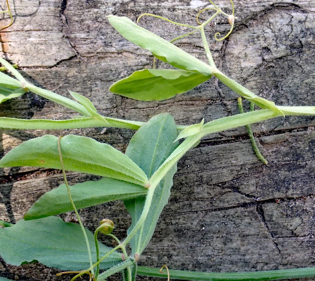 Lathyrus Odoratus