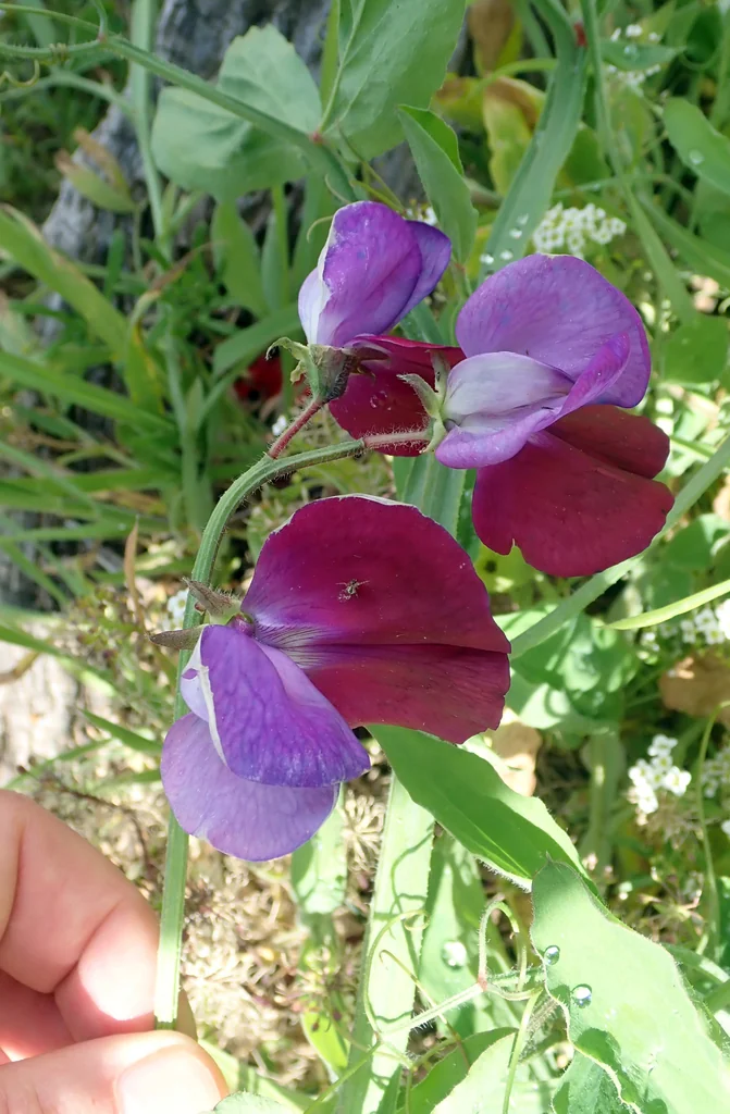 Lathyrus Odoratus