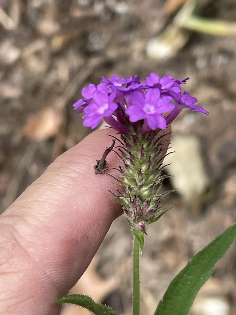 Verbena Rigida