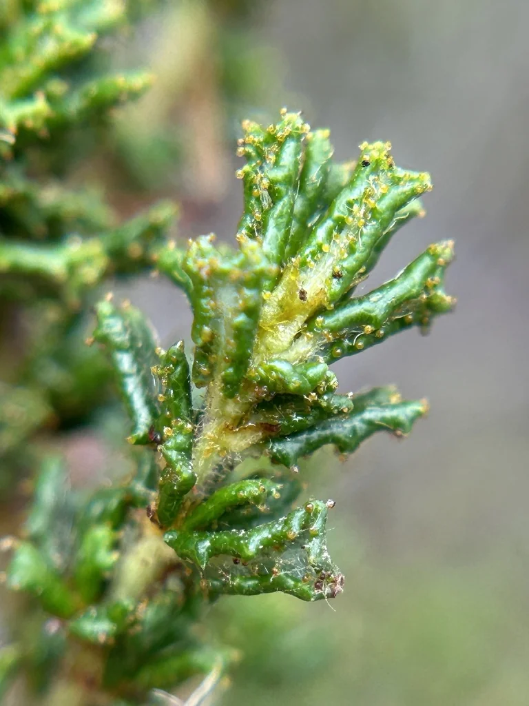 Ceanothus Dentatus