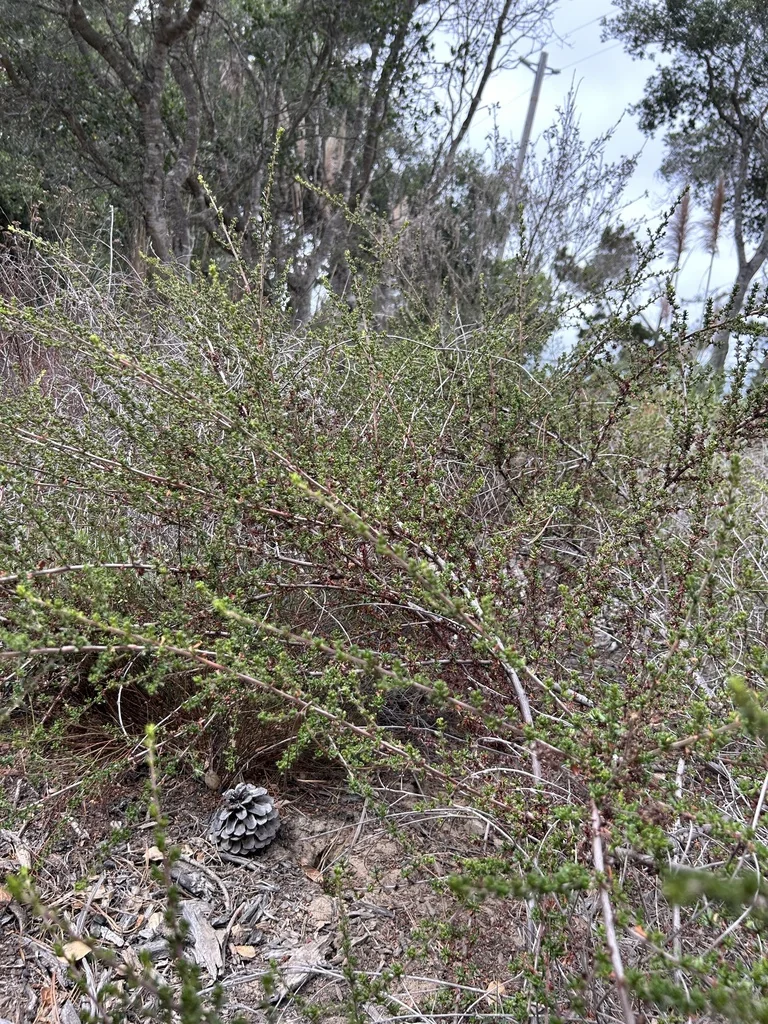 Ceanothus Dentatus