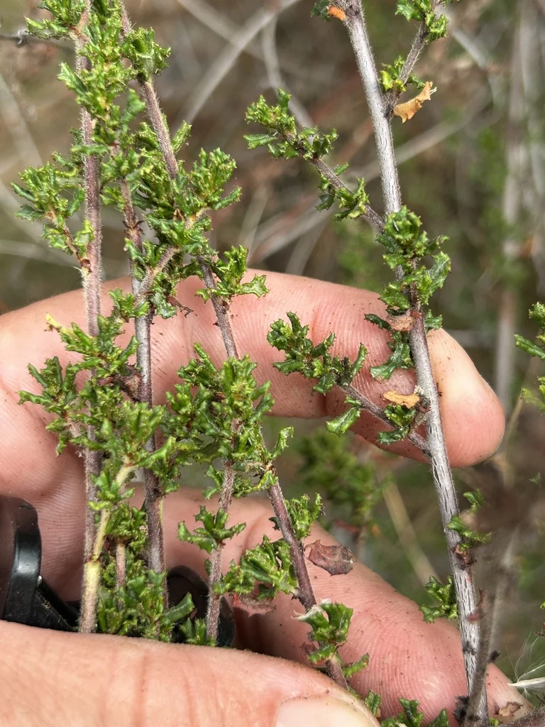 Ceanothus Dentatus