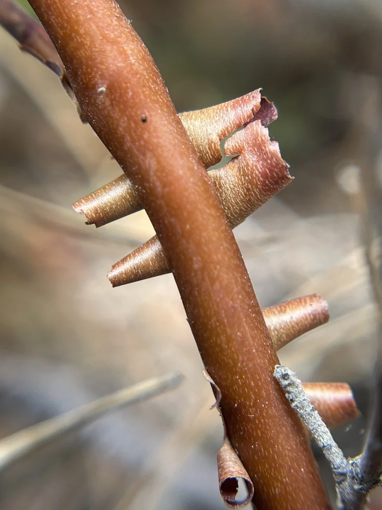 Arctostaphylos Pumila