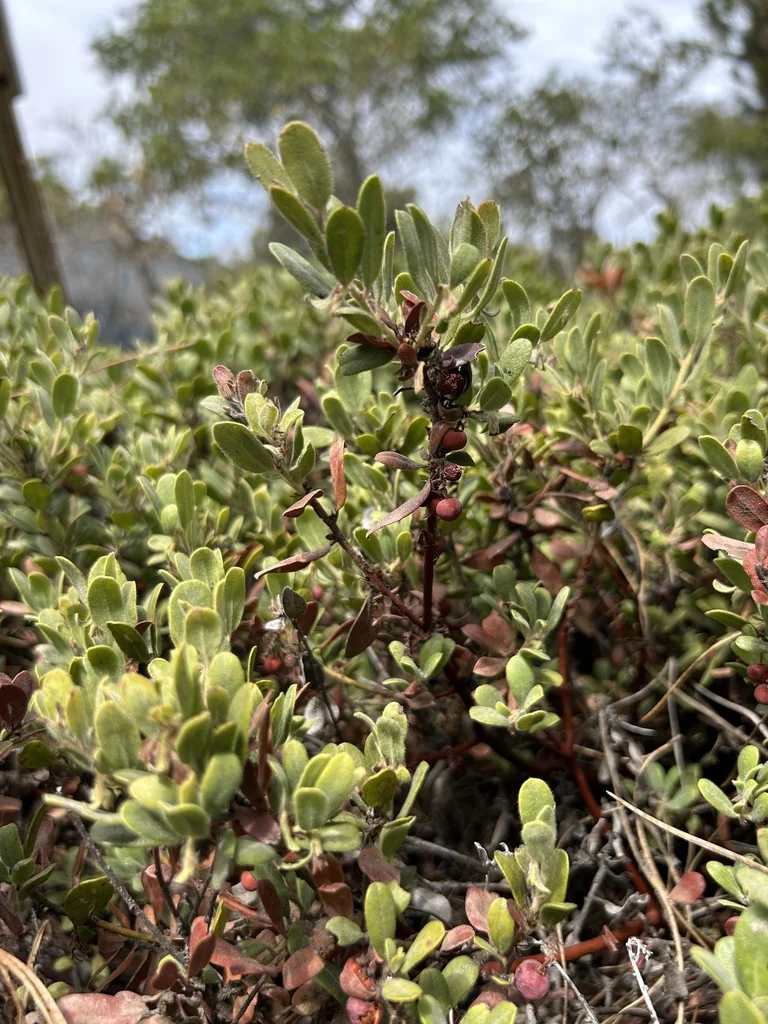 Arctostaphylos Pumila