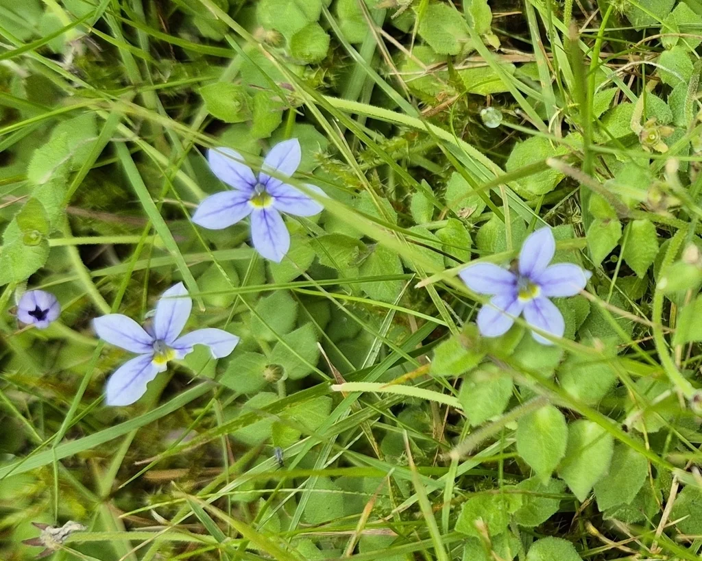 Pratia Pedunculata
