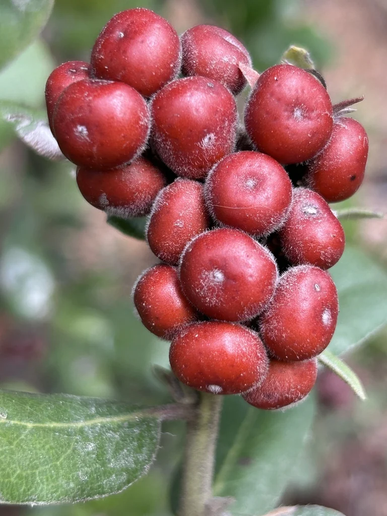 Arctostaphylos Tomentosa