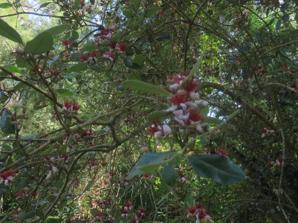 Feijoa sellowiana