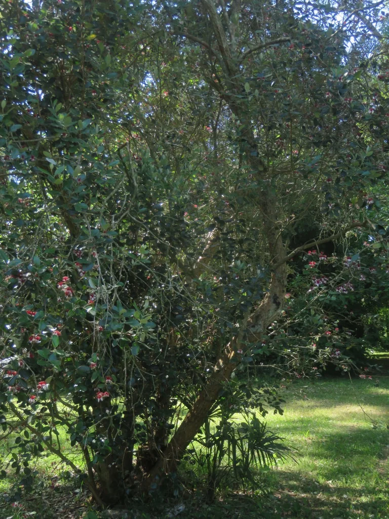 Feijoa sellowiana