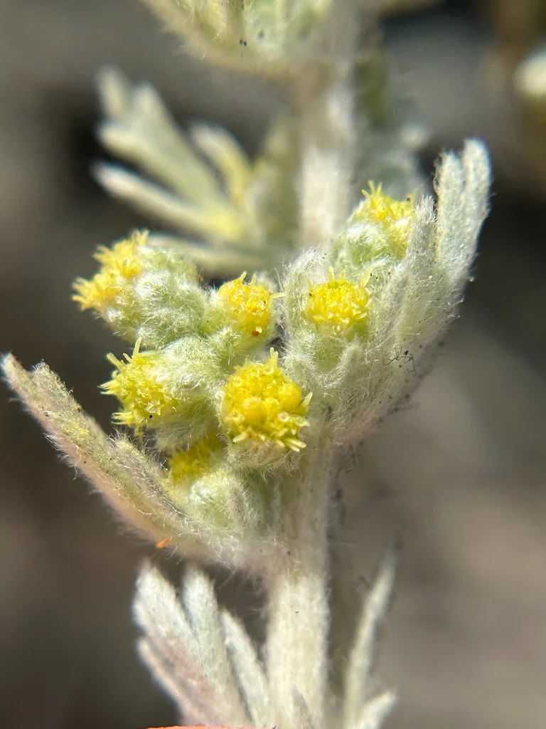 Artemisia Pycnocephala