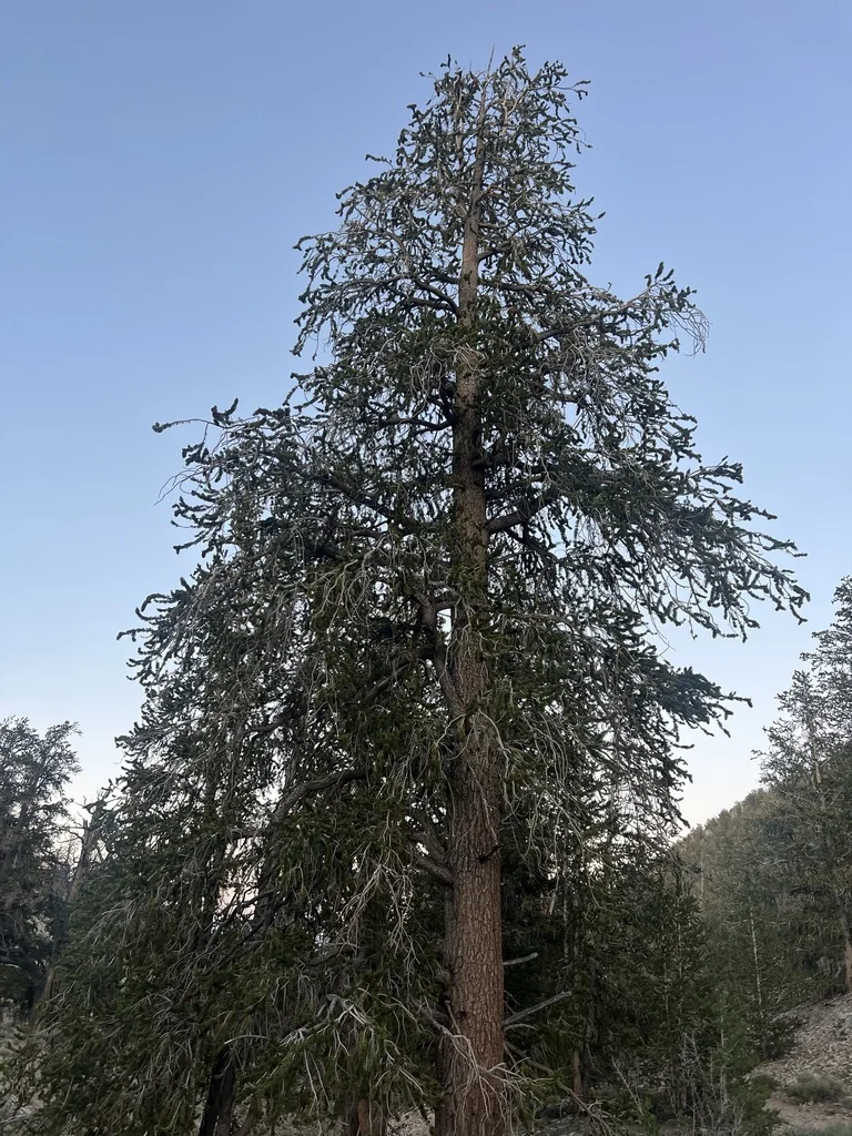 Pinus Longaeva
