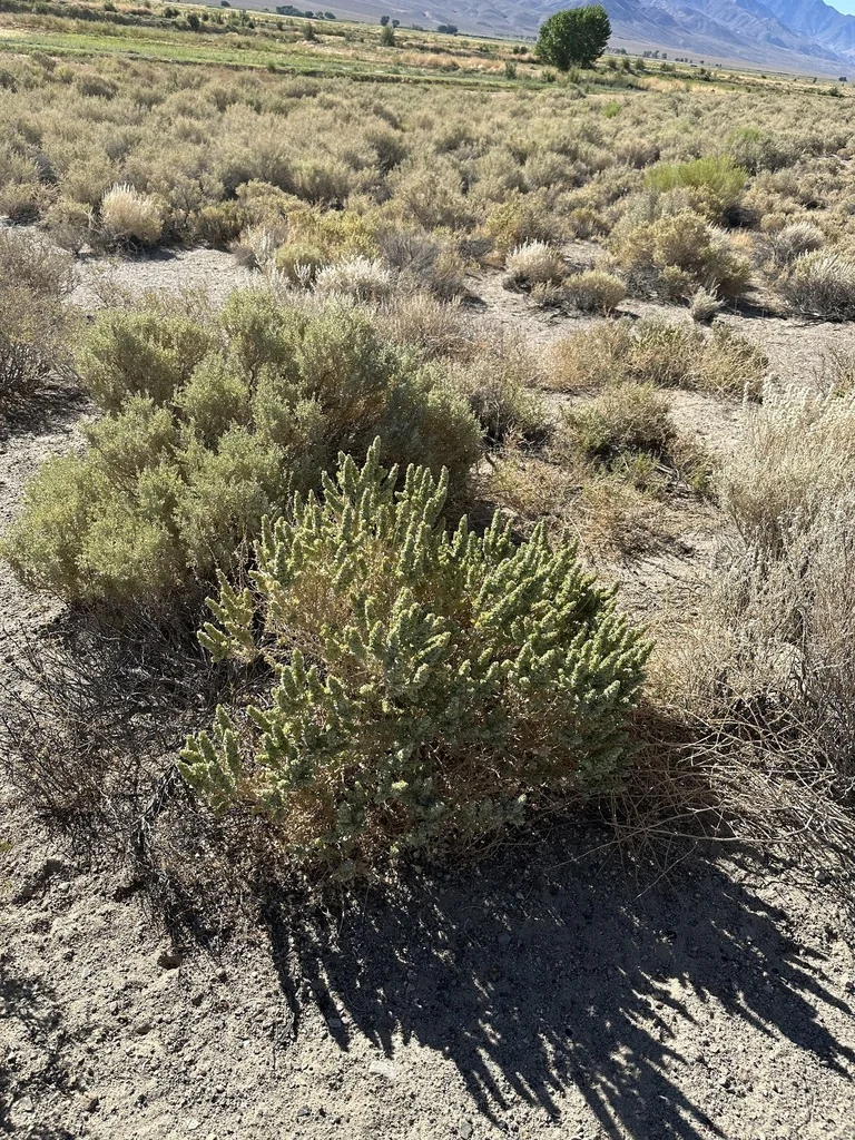 Atriplex Confertifolia