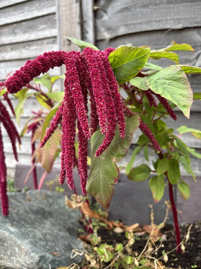 Amaranthus Caudatus