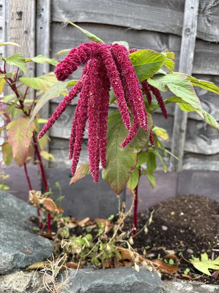 Amaranthus Caudatus