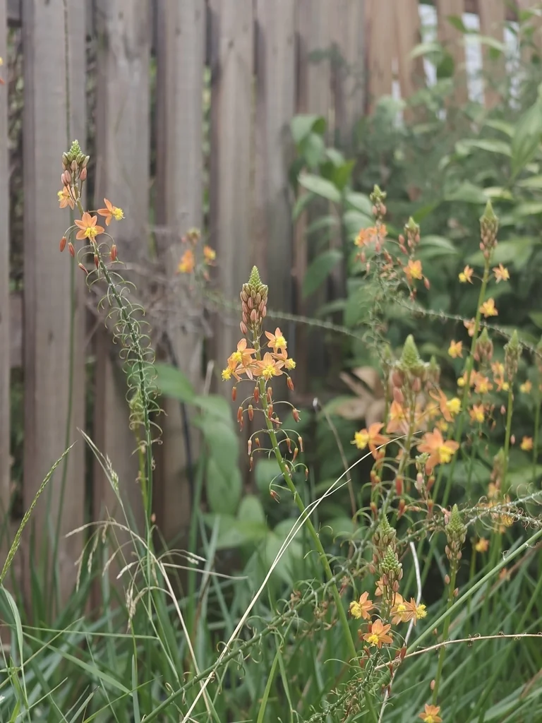 Bulbine Frutescens