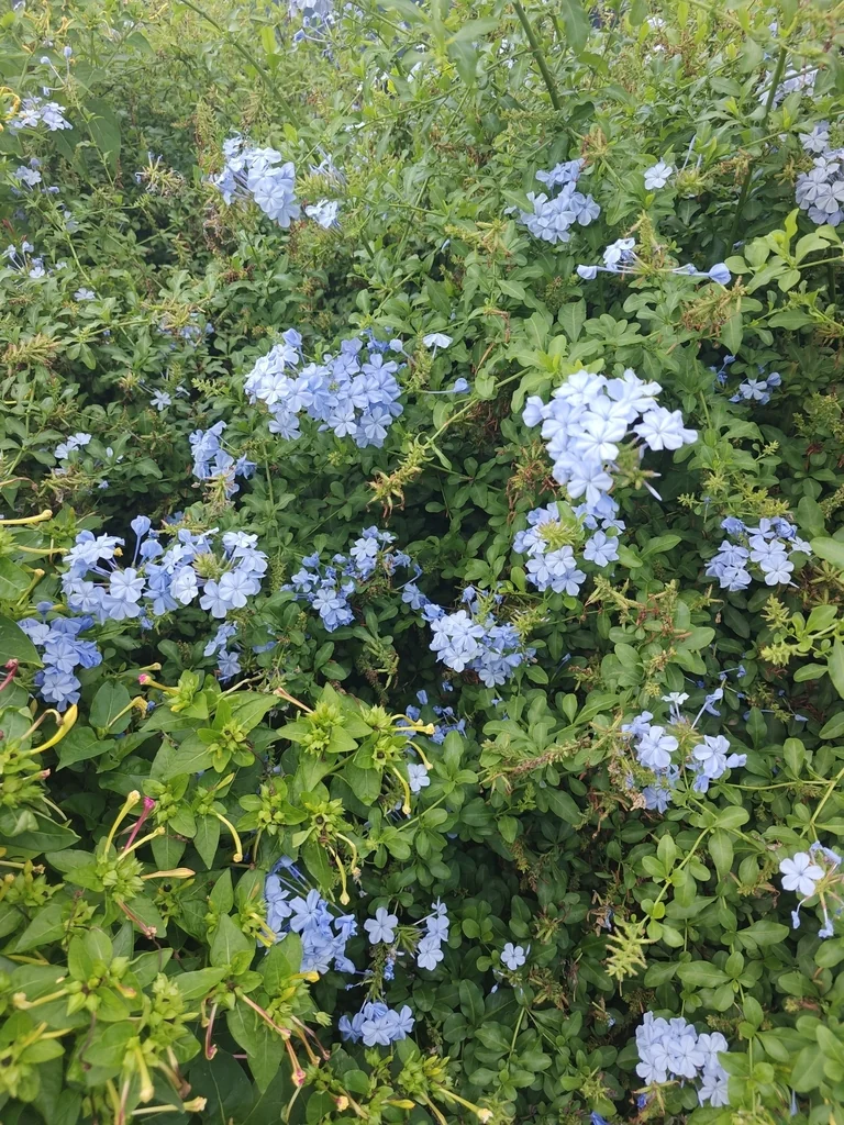 Plumbago Auriculata