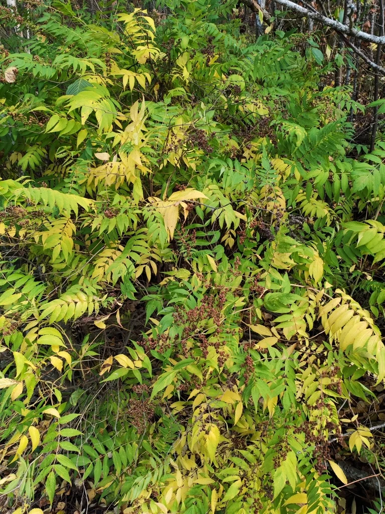 Sorbaria Sorbifolia